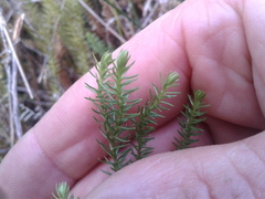 Lateristachys lateralis