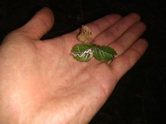 Stigmella villosella