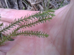 Lateristachys lateralis