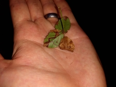 Stigmella villosella