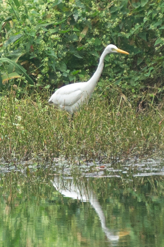 iNaturalist image