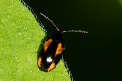 Phyllotreta flexuosa