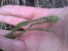 Lateristachys lateralis