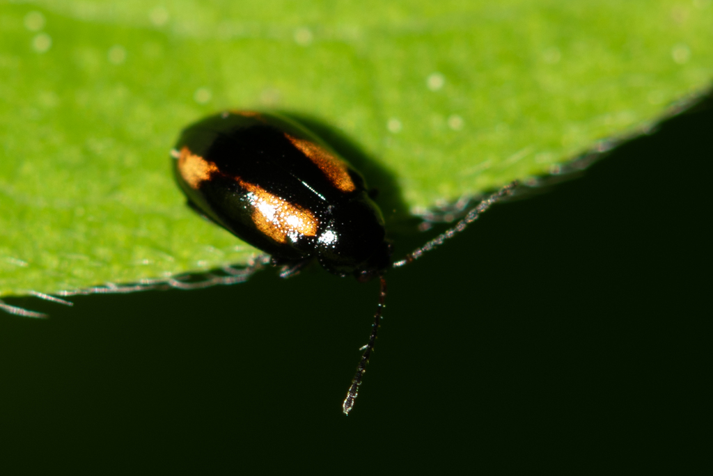 Phyllotreta flexuosa