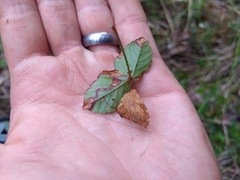 Stigmella villosella