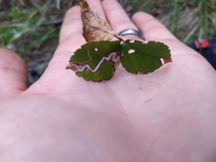 Stigmella villosella