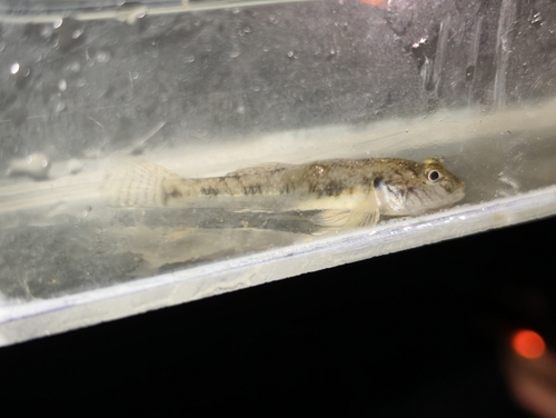Amur Goby