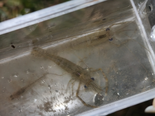 Oriental river prawn