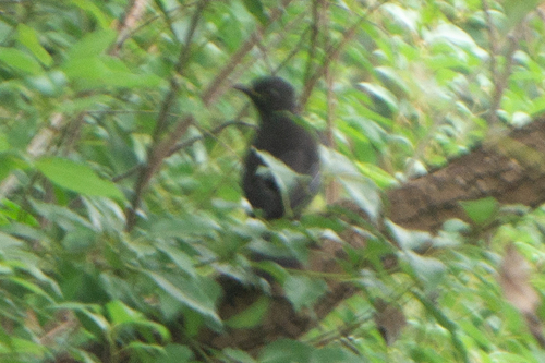 Chinese Blackbird