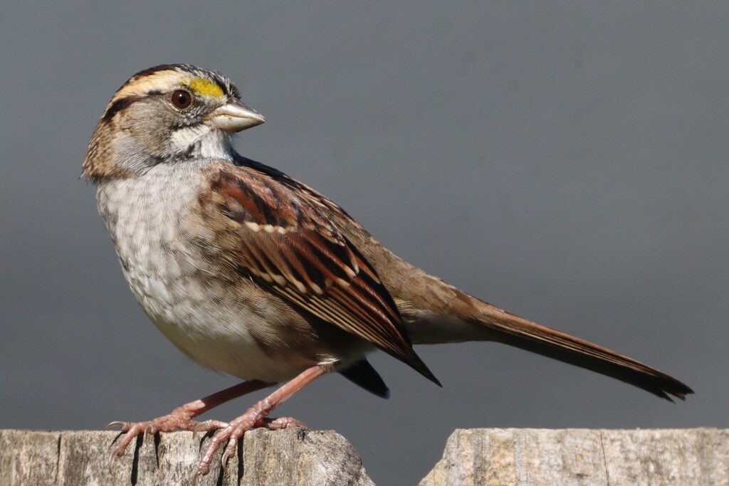 White-throated Sparrow