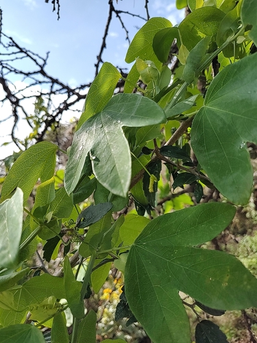 Passiflora subpeltata observed 2026-10-19