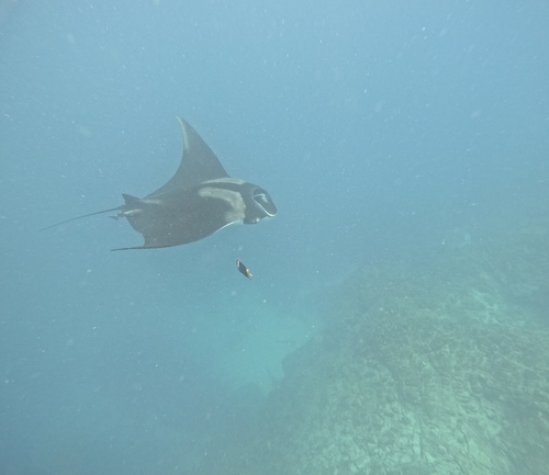 Mobula birostris observed 2026-10-15