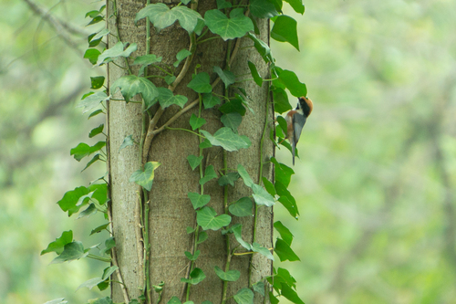 Black-throated Tit