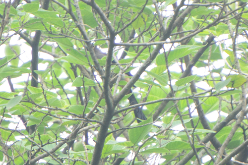 Gray Treepie