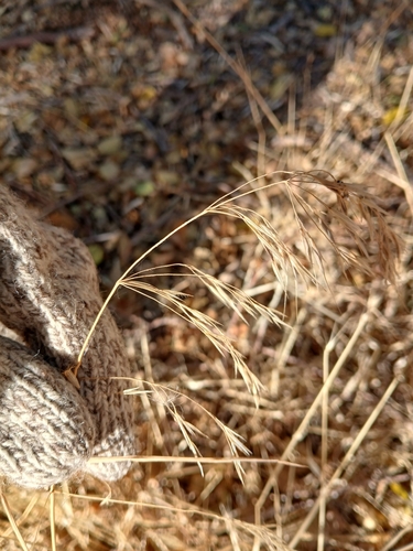 Bromus tectorum observed 2026-10-19