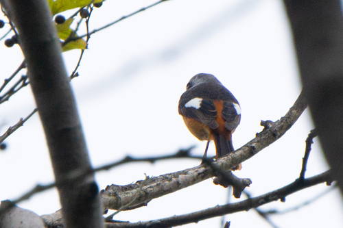 Daurian Redstart