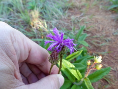 Lessingianthus erythrophilus