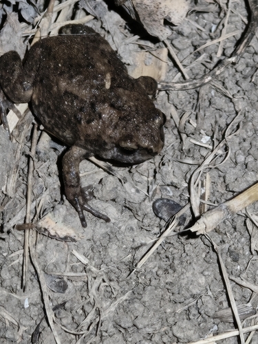 Boreal Digging Frog