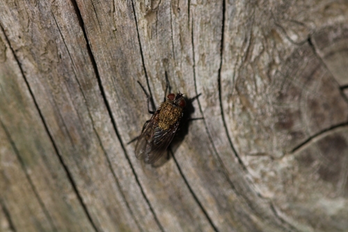 Pollenia rudis observed 2026-10-19