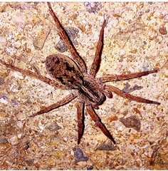 Lycosidae