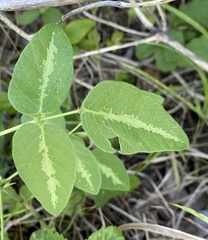Desmodium tweedyi