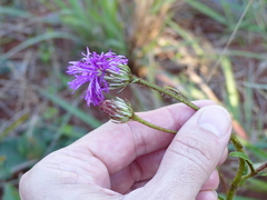 Lessingianthus erythrophilus