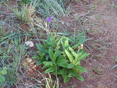 Lessingianthus erythrophilus