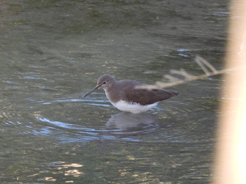 Green Sandpiper