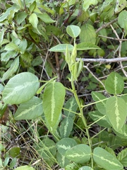 Desmodium tweedyi