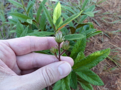 Lessingianthus erythrophilus