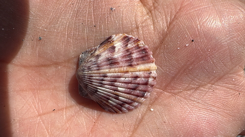 Argopecten gibbus observed 2026-10-19