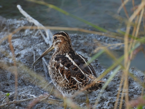 Common Snipe