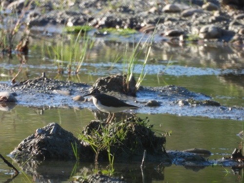 Common Sandpiper