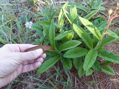 Lessingianthus erythrophilus