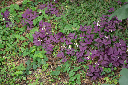 false shamrock