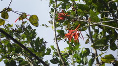 Erythrina rubrinervia