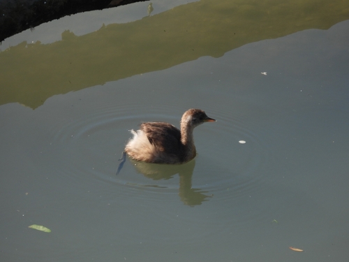 Little Grebe