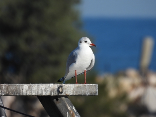 Black-headed Gull