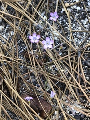 Saltugilia splendens