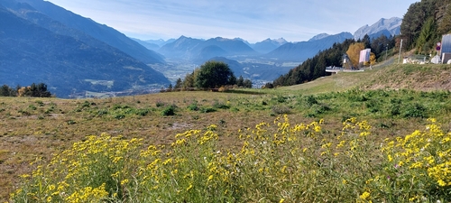 Narrow-leaved Ragwort