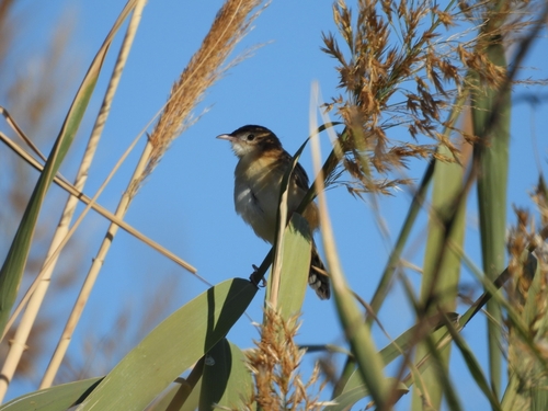 Zitting Cisticola