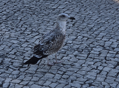 Yellow-legged Gull