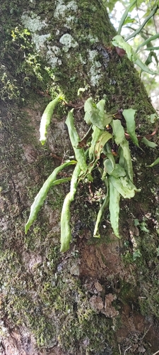 Pleopeltis macrocarpa observed 2026-10-19