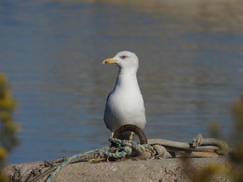 Yellow-legged Gull