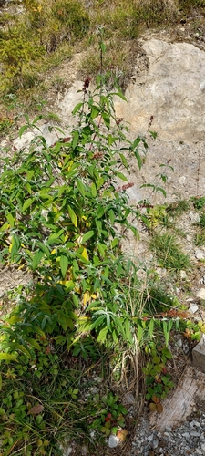 Butterfly bush