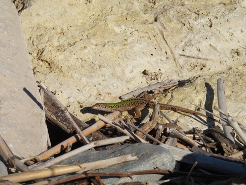Italian Wall Lizard