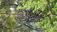 Erythrina rubrinervia