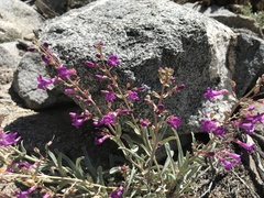 Penstemon patens