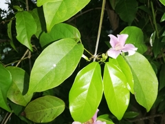 Bignonieae
