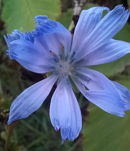 chicory